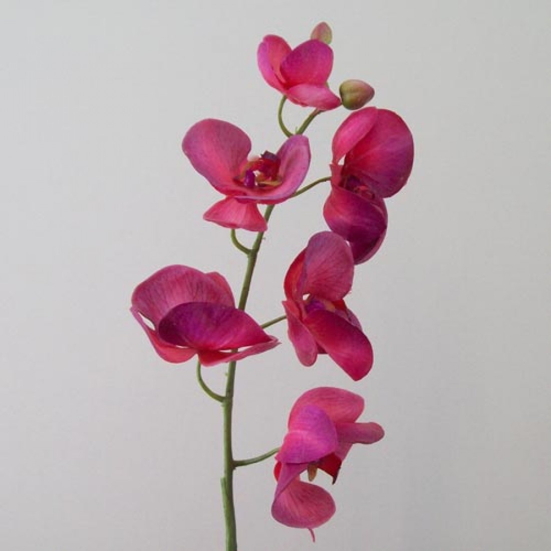 Real Touch Phalaenopsis Orchid Dark Pink 75cm Artificial